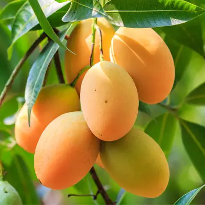 hqd flavours mango